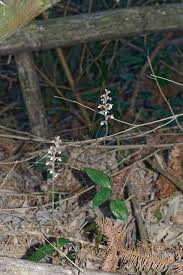 Image result for Hetaeria