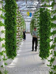 The food and water supply to the entire row of plants is supplied through one system. Explore Tahneelynn S Photos On Flickr Tahneelynn Has Uploaded 2331 Photos To Flickr Verticle Garden Hydroponic Gardening Hydroponics