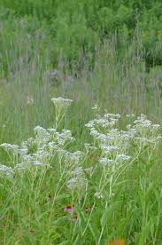 Image result for Parthenium