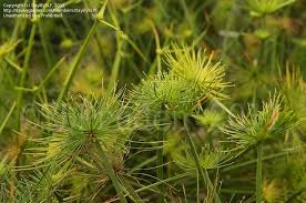 Image result for Cyperus prolifer