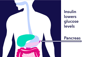 Image result for Insulin