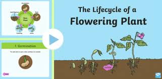 Maybe you would like to learn more about one of these? Flowering Plant Life Cycle Facts And Resources Twinkl