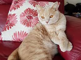 Crazy cats beautiful cats cat sitting dog cat cat lovers f2 savannah cat i love cats cats and kittens cute animals. Pet Sitting Pet Sitters In Greenhithe Cat Sitting Dog Walking Caring4paws Kent
