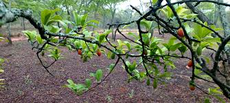 Image result for Siphonochilus longitubus