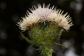 Image result for Cirsium  buchwaldii