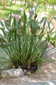 Image result for Pontederia