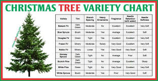 Pix For Types Of Trees Chart T December Daze Real