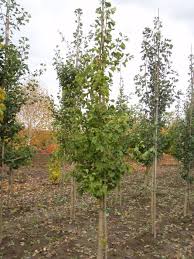 Living well starts with saving well. Ginkgo Biloba Princeton Sentry Chrishaven Trees Flowering Shade Tree Nursery