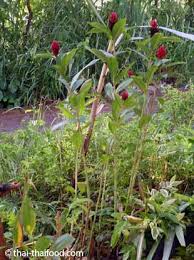 Welche ansprüche zingiber officinale an seinen standort stellt, woran sie eine reife knolle erkennen und was sie sonst von beim anbauen von ingwer beachten müssen, erfahren sie in diesem ratgeber. Ingwer Selber Pflanzen Geht Ganz Einfach Thai Thaifood De