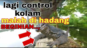 Hunting Hama Biawak Di Kolam Pancing Youtube