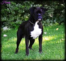 Find your new companion at nextdaypets.com. Black Boxer Puppies For Sale Online Shopping