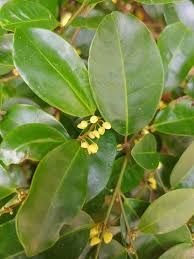 Image result for Peraceae