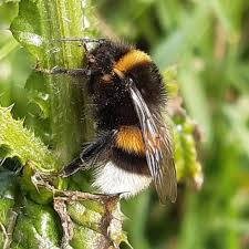 Image result for Bombus cryptarum