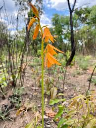 Image result for Orthochilus walleri