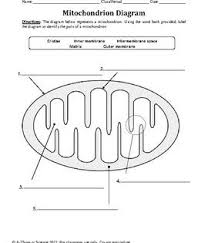 Two Worksheets Are Included The First Is A Simple Worksheet That Has Students Label The Main Parts Of Cellular Respiration Biology Worksheet Biology Classroom