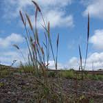 Image result for Cenchrus polystachios