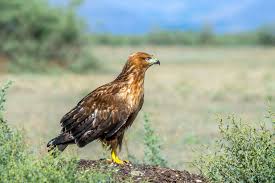 File Red Eagle Jpg Wikipedia This png image was uploaded on. file red eagle jpg wikipedia