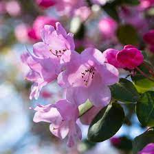 Maybe you would like to learn more about one of these? 33 Pretty Flower Images Best Types Of Flowers For Your Garden