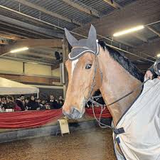 Es gibt viele sportponys die l und m springen gegen großpferde gewinnen. Mr Eduart Ist Der Held Des Abends Gross Zimmern
