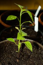 3 wochen nach der aussat soll jetzt jeder keimling einen eingenen topf bekommen. Aus Chili Samen Einen Bonsai Gestalten