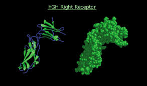 Growth hormone (gh) or somatotropin, also known as human growth hormones (hgh or hgh) in its human form, is a peptide hormone that stimulates growth, cell reproduction, and cell regeneration in humans and other animals. Human Growth Hormone