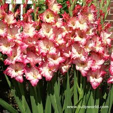 Image result for Gladiolus pusillus
