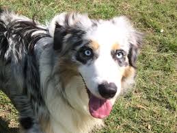 Australian shepherd info & australian shepherd breeders with a gorgeous coat and a steady, friendly temperament, the australian shepherd can be a lovely family pet for active households. Mistique Australian Shepherds Cooranbong Nsw