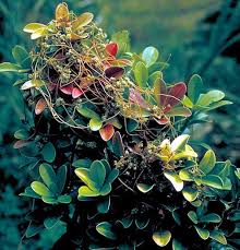 Image result for Cuscuta hyalina