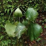 Image result for Antrophyum mannianum