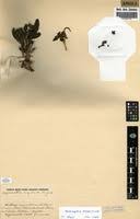 Image result for Morinda angolensis