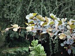 Image result for Rhoicissus tridentata