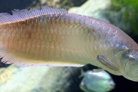 Rp 23.000 pakan / pelet ikan koi super red pk 5 cp size 5mm 900 gram. Minat Mengkoleksi Ikan Arwana Simak Terlebih Dahulu 6 Tips Berikut Ini Potensi Bisnis