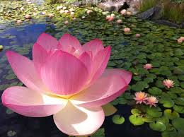 The Lovely Lotus Aquascape Inc Lotus Flower Meaning Beautiful Flowers Flowers Nature