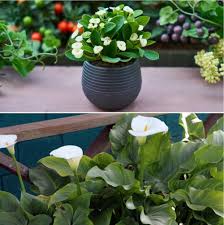 While making a home, most people are focused on vastu for rooms and other parts and pay very little attention to the garden area. Vastu For Planting Trees At Home A Full Guide Gardening Tips
