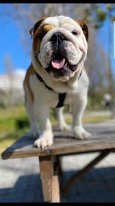 They may be small and stocky, but bulldogs, as the american kennel club calls them, can weigh up to 50 pounds—and that doesn't prevent them from wanting to while there's no such thing as hypoallergenic cat breeds, there are some cats that don't shed as frequently as others. Pin By Robert Jeffries On Bulldogs English Bulldog Bulldog French Bulldog