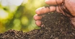 Maybe you would like to learn more about one of these? 50l Premium Compost Free Local Delivery 8 49