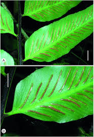 Image result for Asplenium gemmiferum