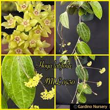 Image result for Polystachya laurentii