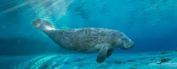 Learn fun facts about #manatees & see everything that's going on at #manateelagoon in riviera beach, #fl! Where To See Manatees In Florida Visit Florida