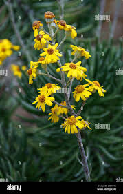 Image result for Caputia