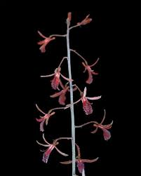 Image result for Eulophia eylesii