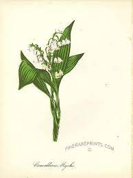 Genuine Antique Print Of Lily Of The Valley Convallaria Majalis From American Flowers And Fruit By John Keese Lily Of The Valley Lily Flower Pictures Of Lily