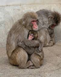 After enduring days of rejection and loneliness, Baby Punch finally  experienced the warmest hug from an adult monkey. No longer seeking comfort  from his plushie—the small stand-in that had briefly replaced his