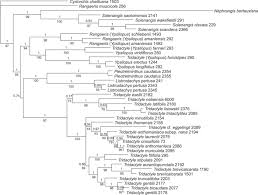 Image result for Ypsilopus erectus