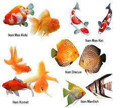 Simak yuk, 12 jenis ikan hias air tawar yang tidak mudah mati. Jenis Jenis Ikan Hias Air Tawar Terlengkap Untuk Semua Kategori Ikan Ikan Cantik
