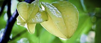 Do not fertilize in winter! Potted Starfruit Tree Care Tips For Growing Starfruit In Containers