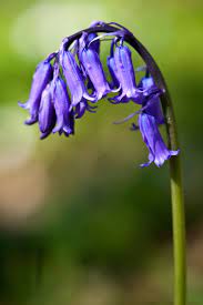 A Close Up Of An English Bluebell Flower Growing In Woodland Bluebell Close English Flower Growing Woo English Bluebells Blue Bell Flowers Woodland Plants
