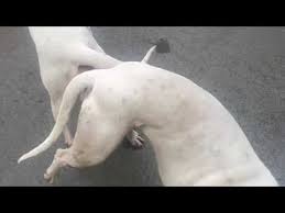 Dogo Arjantin Kopek Ciftlestirme Ve Kitlenme Youtube