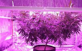 Check spelling or type a new query. Led Grow Light Distance Chart Guide 101growlights