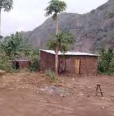 Image result for Blepharis burundiensis